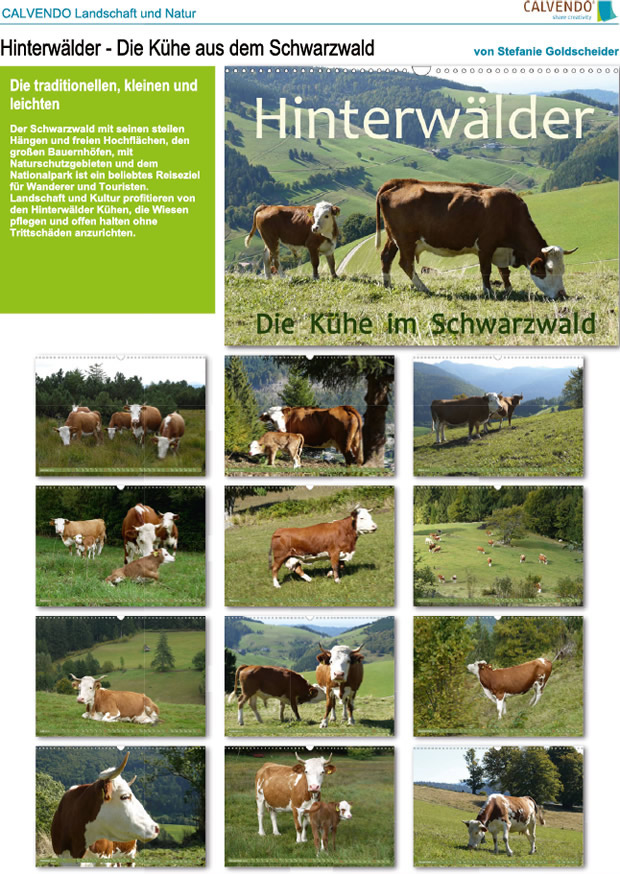 Kalender: Hinterwälder - die Kühe aus dem Schwarzwald