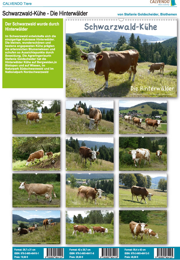 Schwarzwald-Kühe. Die Hinterwälder. Fotokalender 2017 von Stefanie Goldscheider